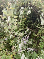 Vitex trifolia