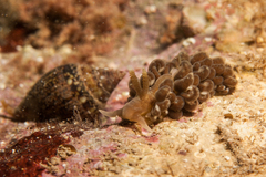Spurilla neapolitana