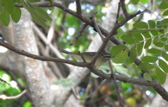 Phylloscopus magnirostris