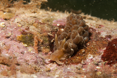 Spurilla neapolitana