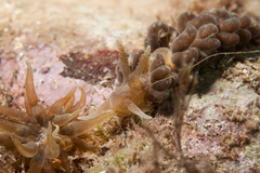 Spurilla neapolitana