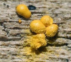 Hemitrichia lutescens