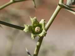 Acanthosicyos horridus