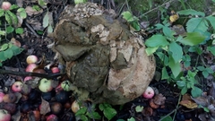 Calvatia gigantea