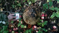 Calvatia gigantea
