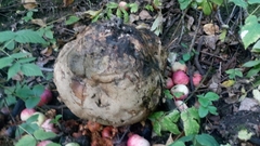 Calvatia gigantea