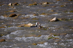 Merganetta armata armata