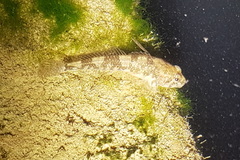 Cottus perifretum
