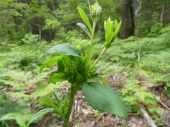 Unknown s-macrophylla-terminal-leaf-bunch-gall gall