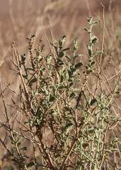 Hermannia minimifolia