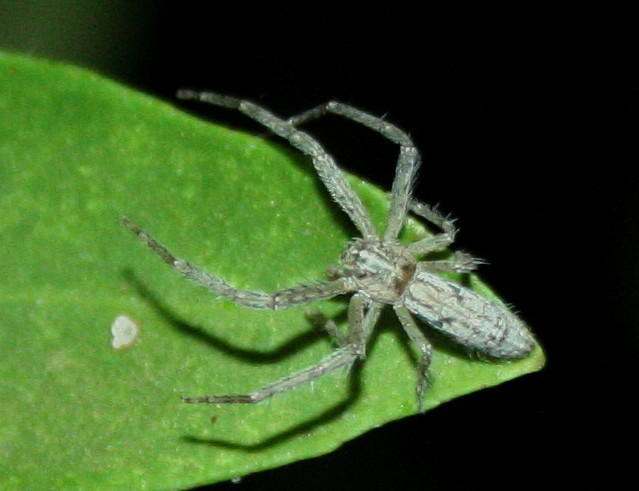 Long Bodied Tmarus Crab Spider