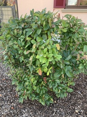 Photinia serrulata