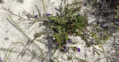 Scaevola phlebopetala
