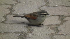 Emberiza capensis capensis