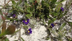 Scaevola phlebopetala