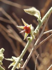 Hermannia minimifolia
