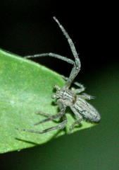 Tmarus africanus