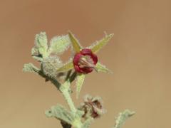 Hermannia minimifolia