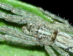 Tmarus africanus
