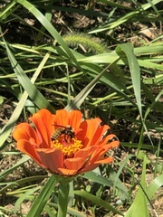 Bombus fervidus