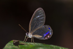 Cithaerias andromeda