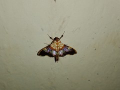 Aetholix flavibasalis