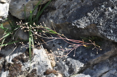 Kernera saxatilis