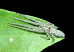 Tmarus africanus