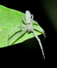 Tmarus africanus