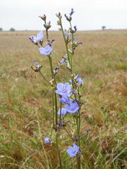 Aristea angolensis angolensis
