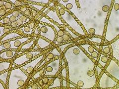 Hemitrichia lutescens