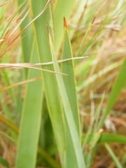 Aristea angolensis angolensis