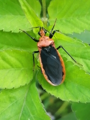 Rhiginia cinctiventris