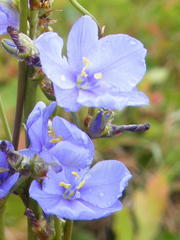 Aristea angolensis angolensis