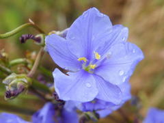 Aristea angolensis angolensis