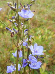 Aristea angolensis angolensis