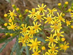 Senecio polyanthemoides