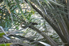 Callosciurus notatus