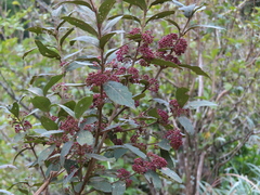Callicarpa tikusikensis
