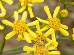 Senecio polyanthemoides