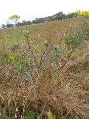 Senecio polyanthemoides