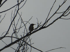 Lichmera indistincta