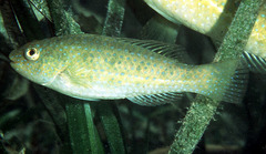 Marbled Parrotfish photo 5