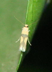 Stathmopoda luminata