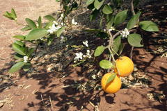 Stathmopoda luminata