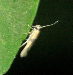 Stathmopoda luminata