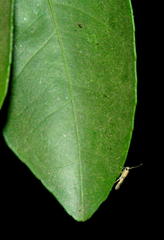 Stathmopoda luminata