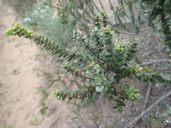Morella cordifolia