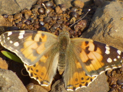 Vanessa cardui