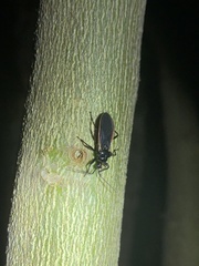 Scadra okinawensis